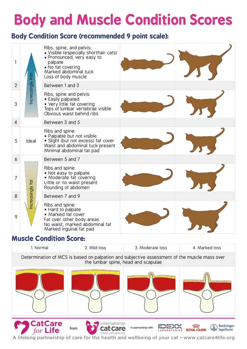 Cat Body Condition Score Chart